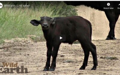 WildEarth’s safariLIVE
