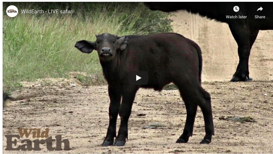 calf