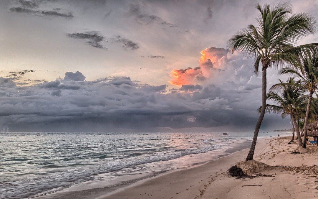 palm trees on the beach next to the sea