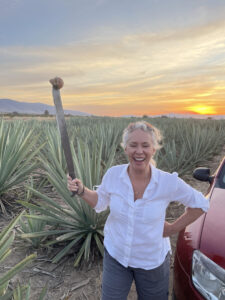 Agave field