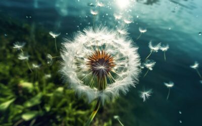 Business Fairy Godmother Executive Services